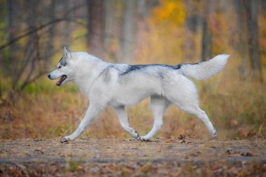 Gri dişi köpek Sibirya köpeği yetiştirir. Köpek, düşen yapraklarla altın sonbaharda yürür.