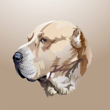 Orta Asya çoban köpeğinin güzel gerçekçi vektör portresi. Logo ya da ödüller için şaşırtıcı figür. Alabai cinsi bekçi köpeği.