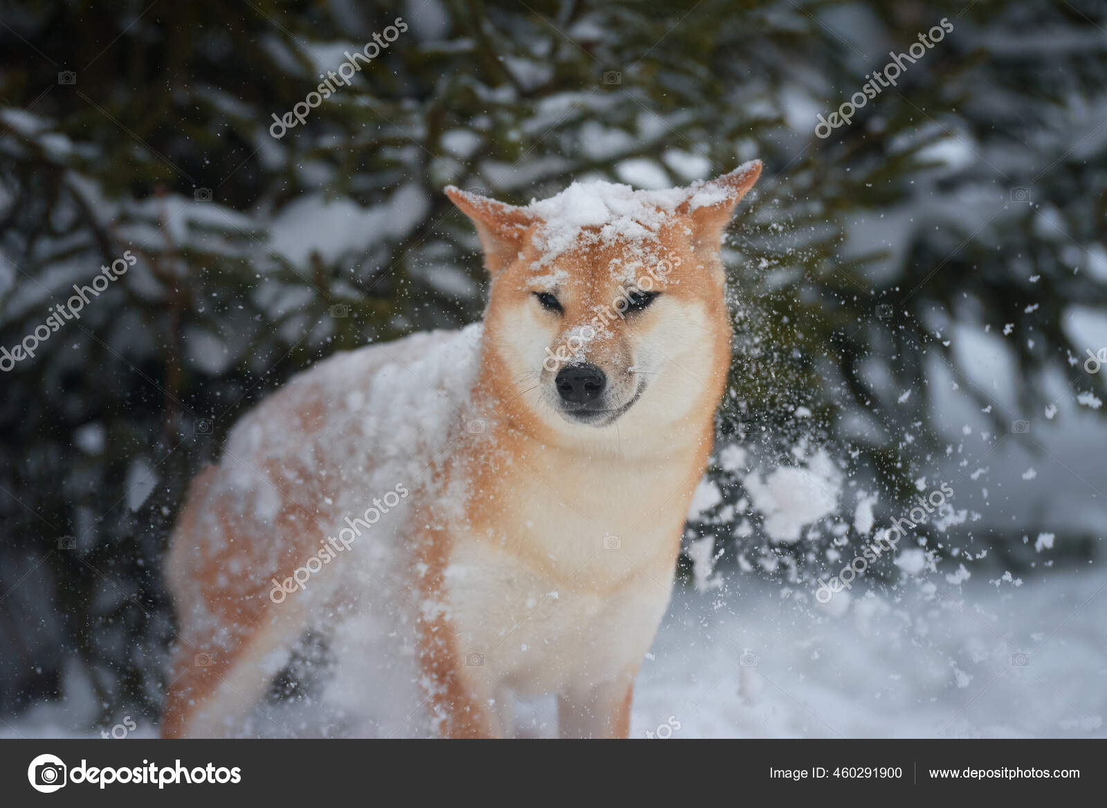混血儿在雪地里走来走去日本森林里一只狗的画像雪地里一只狗的鼻子上落了雪 图库照片 C Skvortsova