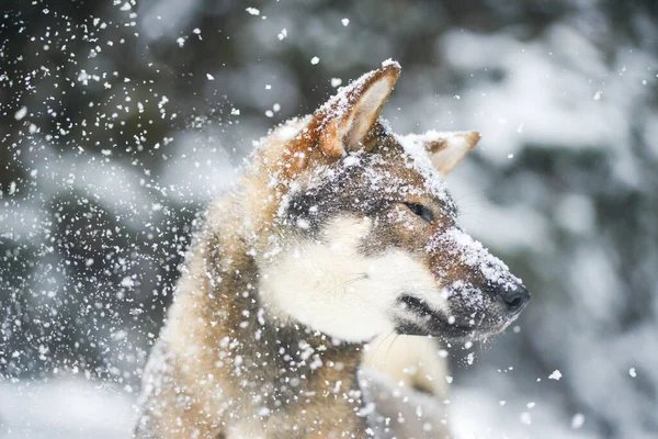 日本の四国の女性犬の肖像雪の森の中の美しい犬の散歩雪が犬の鼻に落ちた — ストック写真