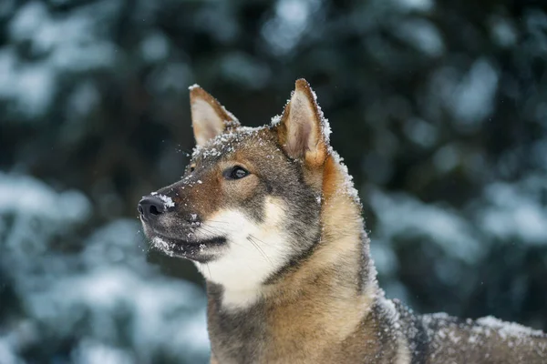 日本の四国の女性犬の肖像雪の森の中の美しい犬の散歩雪が犬の鼻に落ちた — ストック写真