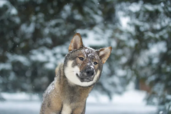 Portret Van Een Teefje Van Japanse Shikoku Ras Mooie Hond — Stockfoto