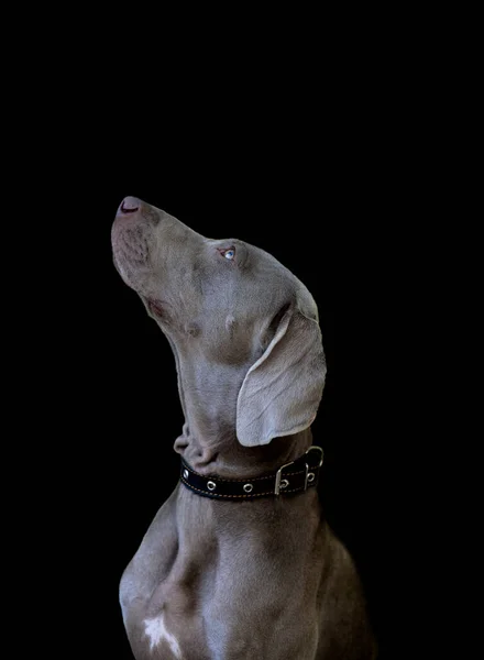 Eautiful Elegant Female Dog Breed Weimaraner Looks Top Dark Background — Φωτογραφία Αρχείου