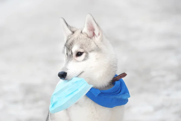Little Puppy Dog Breed Siberian Husky Sits Blue Handkerchief Holds — Stok fotoğraf