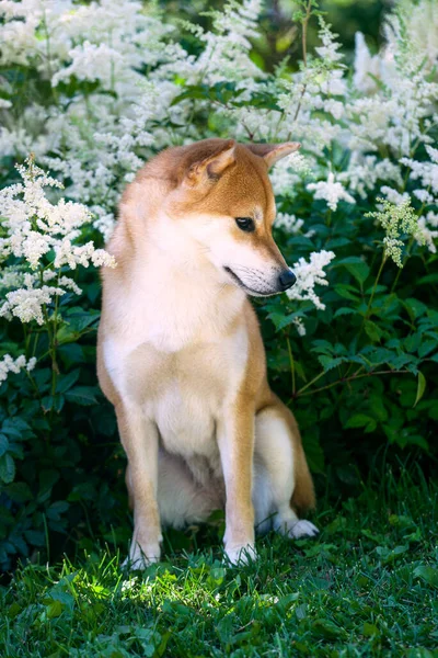 Siba Inu Nun Dişi Köpeğinin Portresi Güzel Kırmızı Köpek Çiçek — Stok fotoğraf