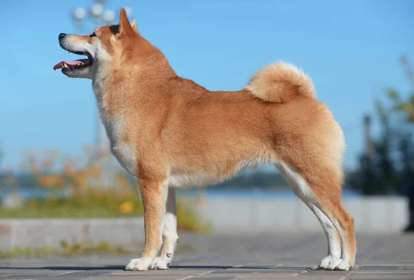 Shiba Inu Levanta Contra Cielo Hermoso Perro Raza Japonesa —  Fotos de Stock