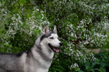 Çiçek açan bahar çalılarının arasında iri yapılı güzel bir erkek. Çiçeklerle dolu güneşli bir yaz gününün profilinde beyaz bir köpeğin portresi.