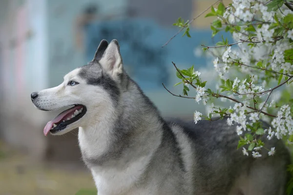 美丽的雄性哈士奇犬在开着花的春天的灌木丛中 美丽的雄性哈士奇犬在艳阳高照的夏日里 在花朵中 形象地刻画着一只哈士奇犬 — 图库照片