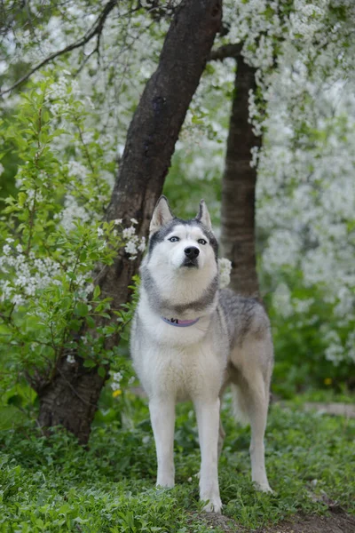 春の白い開花の茂みの中の美しい男性のハスキー花の晴れた夏の日のプロファイルでのハスキー犬の肖像 — ストック写真