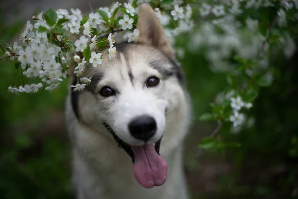 Krásný Mužský Husky Křoví Kvetoucího Jarního Bílého Portrét Husky Psa — Stock fotografie