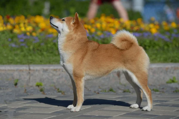 Shiba Inu Steht Gegen Die Blumen Schöner Hund Japanischer Rasse — Stockfoto