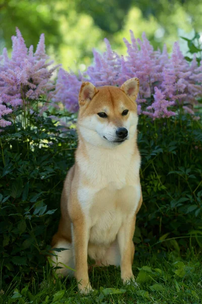 Portrét Fenky Plemene Siba Inu Krásný Červený Pes Sedí Kvetoucích — Stock fotografie