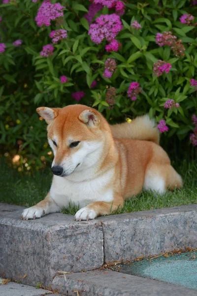 Портрет Собаки Породи Сіба Іну Красива Червона Собака Сидить Квітучих — стокове фото