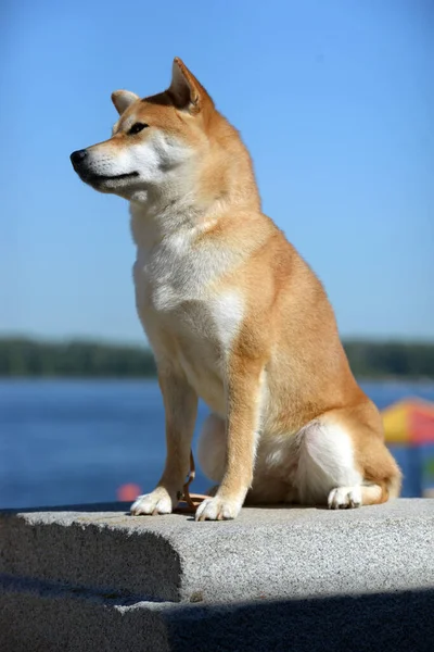 Retrato Una Perra Hembra Raza Siba Inu Hermoso Perro Rojo —  Fotos de Stock