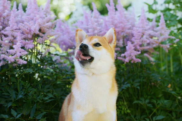 シバ犬の雌犬の肖像 犬の品種白い花を咲かせる美しい赤い犬が座っています — ストック写真