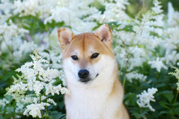 Siba Inu Nun Dişi Köpeğinin Portresi Güzel Kırmızı Köpek Çiçek — Stok fotoğraf