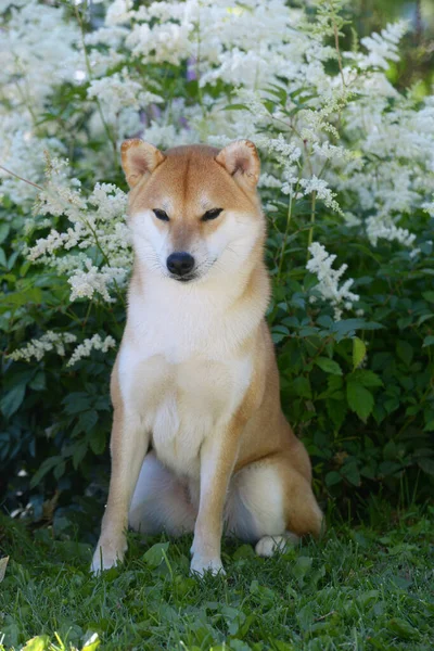 Retrato Cão Fêmea Raça Siba Inu Cão Vermelho Bonito Senta — Fotografia de Stock