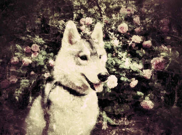 Retrato Vintage Perro Contra Fondo Rosas Cachorro Perro Raza Siberian — Foto de Stock