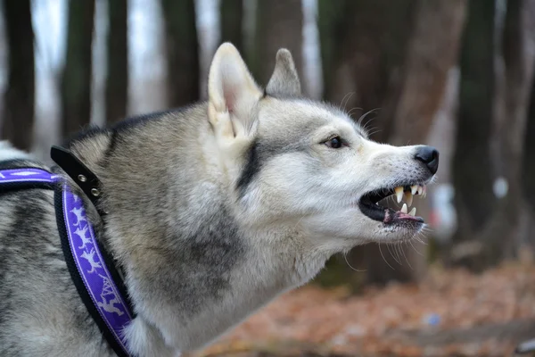 Insatisfeito Husky grin — Fotografia de Stock