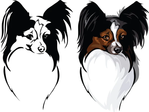 Papillon de race de chien — Image vectorielle