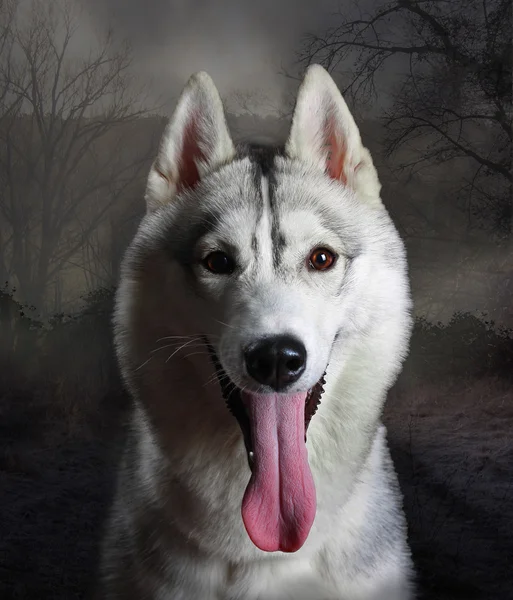 Husky of wolf in twilight bos — Stockfoto