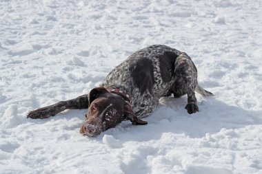 Köpek doğurmak kurtshaar