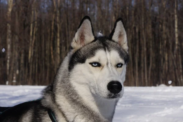 Hundspannsutflykter med snö på hennes huvud — Stockfoto