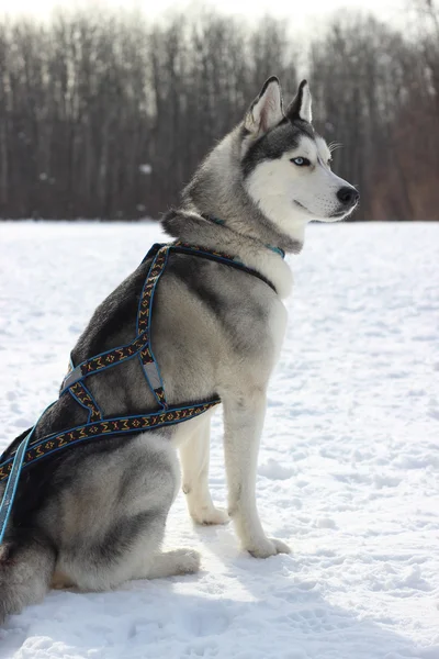 Husky siberiano em corridas de arnês — Fotografia de Stock