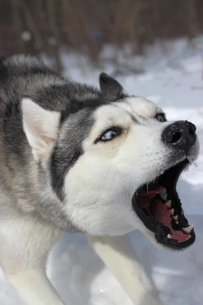 ハスキー犬の攻撃 — ストック写真