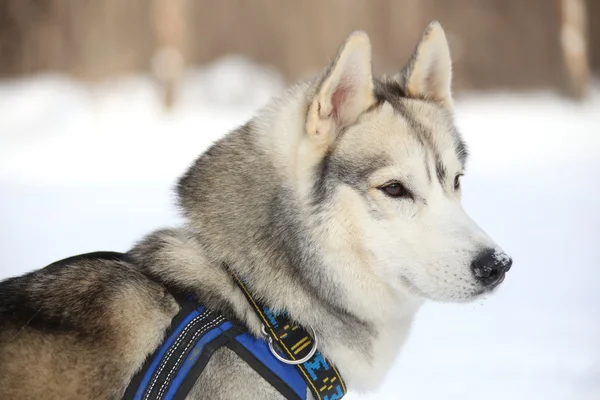 Zamyšlený Huskies — Stock fotografie