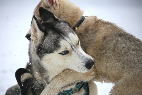 Husky valp kramar vuxen — Stockfoto