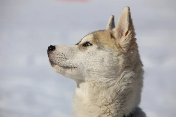 Husky puppy — Stock Photo, Image