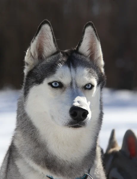 Pies Husky słucha — Zdjęcie stockowe