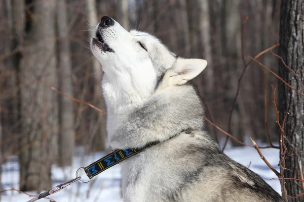 Husky виття - вовк пісня — стокове фото