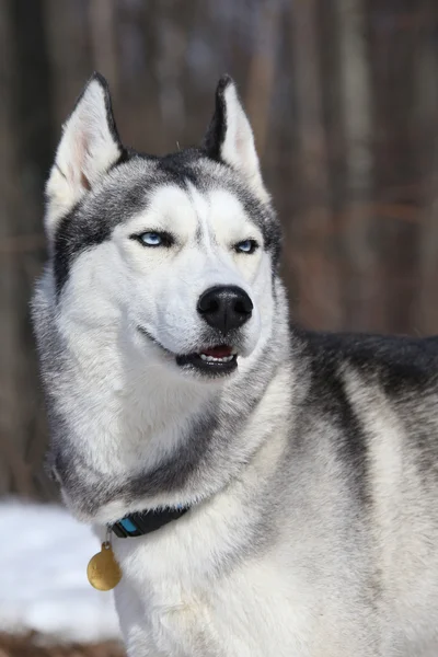 Majestatyczne Psy eskimoskie hartowane — Zdjęcie stockowe