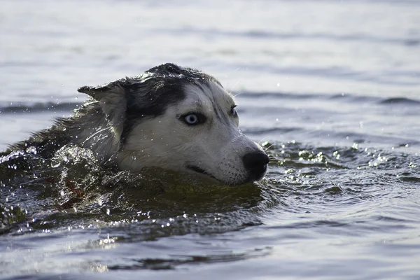 Frightened swimmer Huskies — Stock Photo, Image