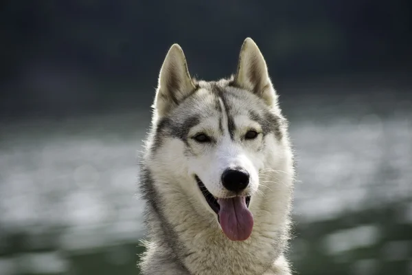 頭のハスキー犬の夏 — ストック写真