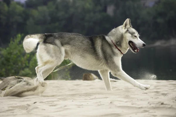 Husky corriendo —  Fotos de Stock