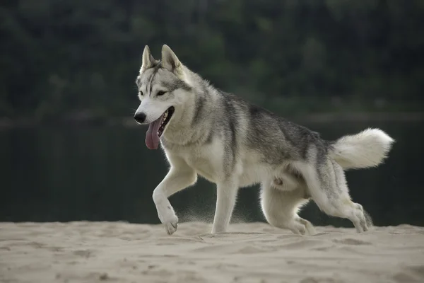 Husky. —  Fotos de Stock