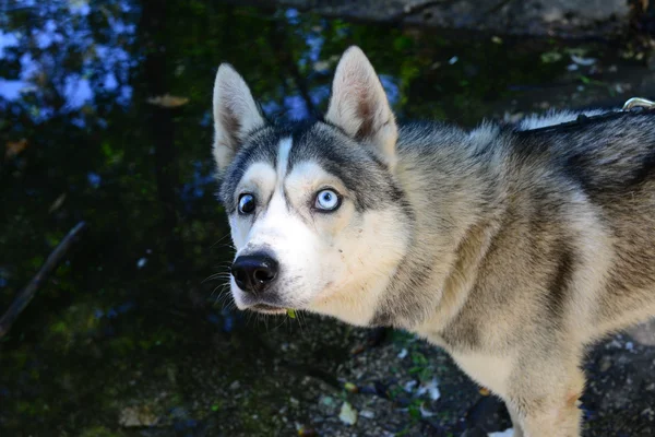 Husky macho miedo al agua — Foto de Stock