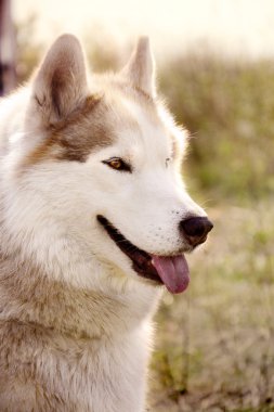 Husky portre kahverengi