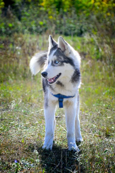 Filhote de cachorro Husky — Fotografia de Stock