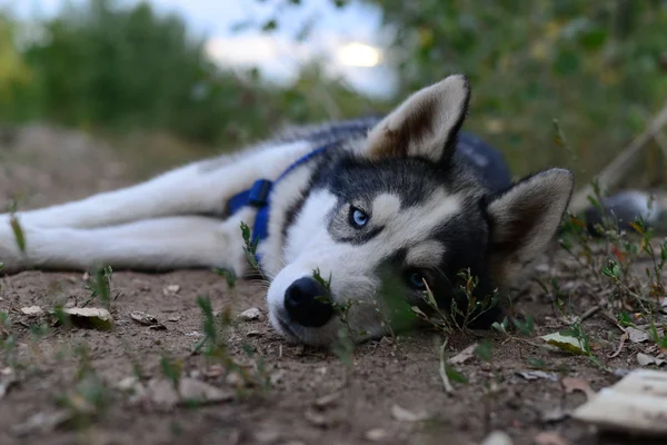 疲れた頭のハスキー犬 — ストック写真