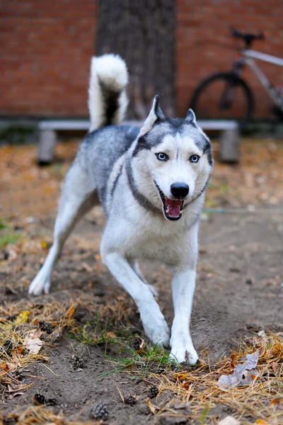 Blue-eyed husky alegremente correr para atender — Fotografia de Stock