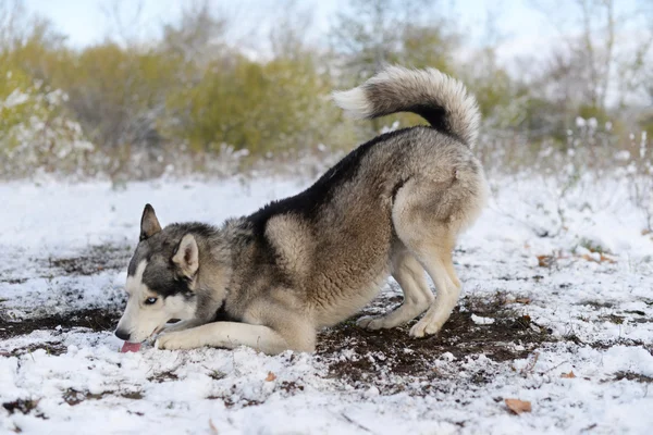 Uma neve deliciosa para o cão de trenó — Fotografia de Stock