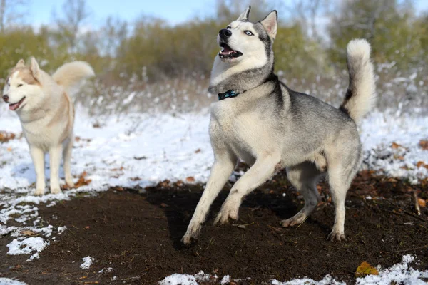 Siberiano husky impaciencia cavar —  Fotos de Stock