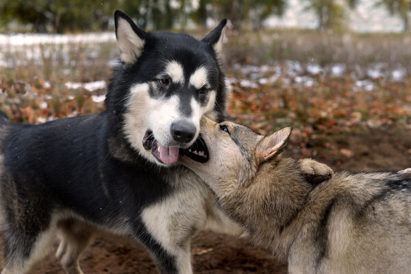 Two playing dog breed Siberian Husky