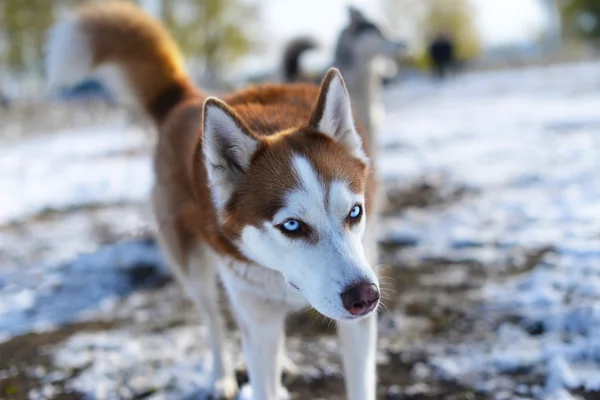 Mavi gözlü Kızıl saçlı Huskies inanmaz görünüyor — Stok fotoğraf