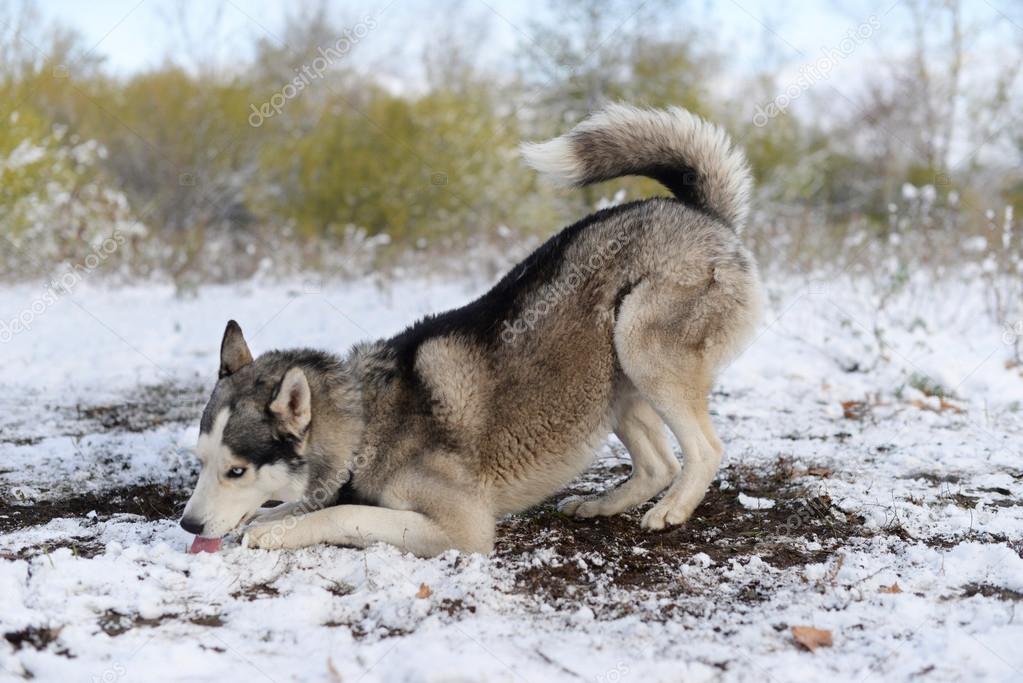 A delicious snow to sled dog