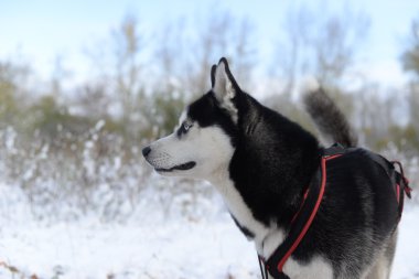 Ormanda geç sonbaharda kızak köpek doğurmak Siberian dış yapraklar